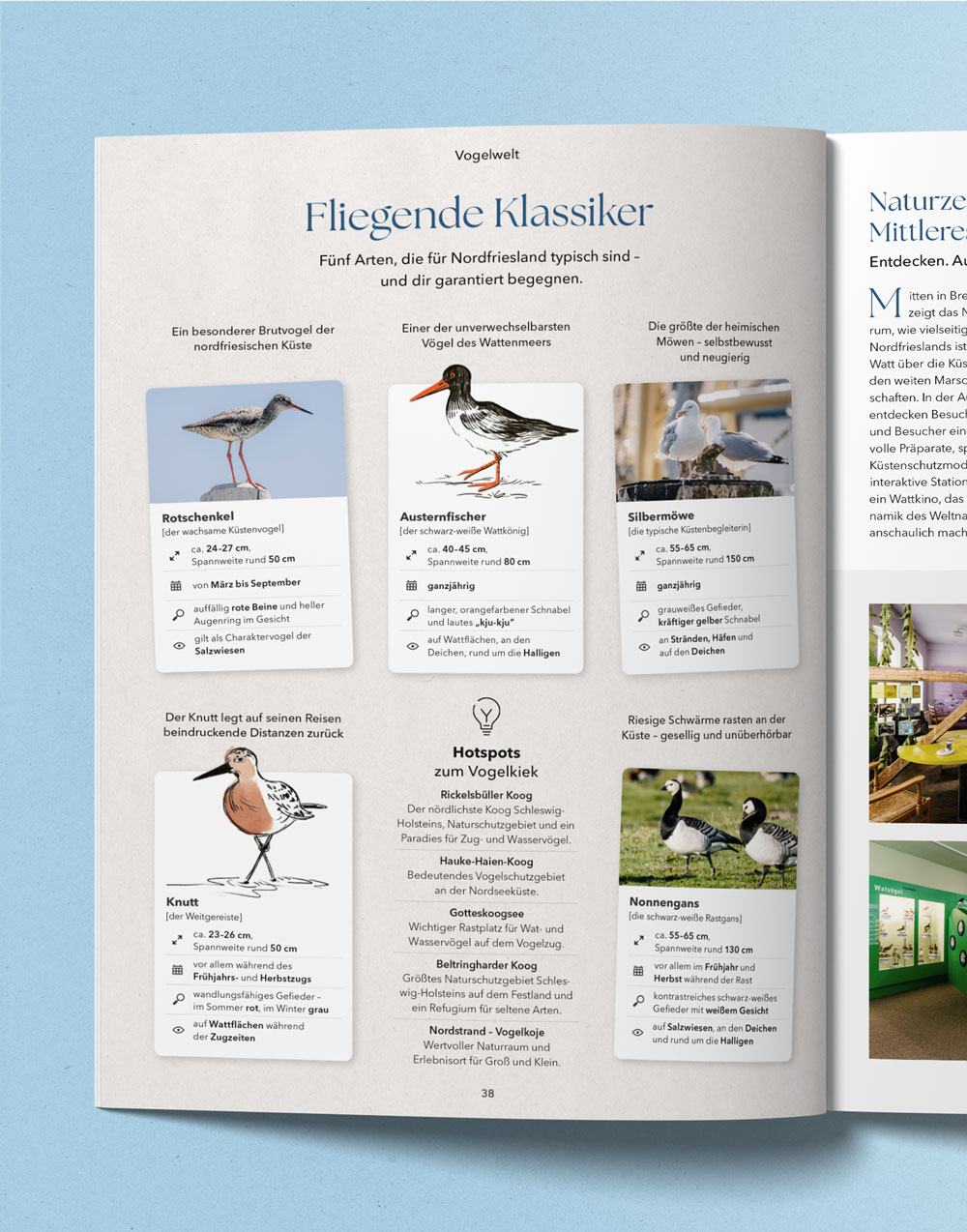 Detailansicht einer Quartett-Seite, die über die bekanntesten nordfriesischen Vogelarten informiert.