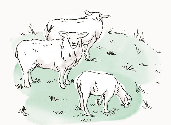 Drei handgezeichnete Schafe.