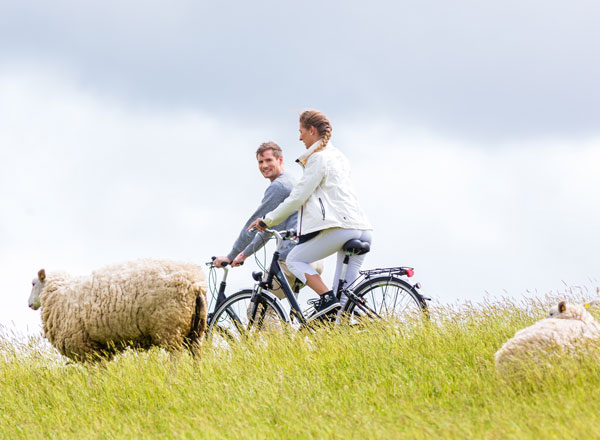 Radfahrer Pärchen auf dem Nordseedeich mit Schafen im Vordergrund.