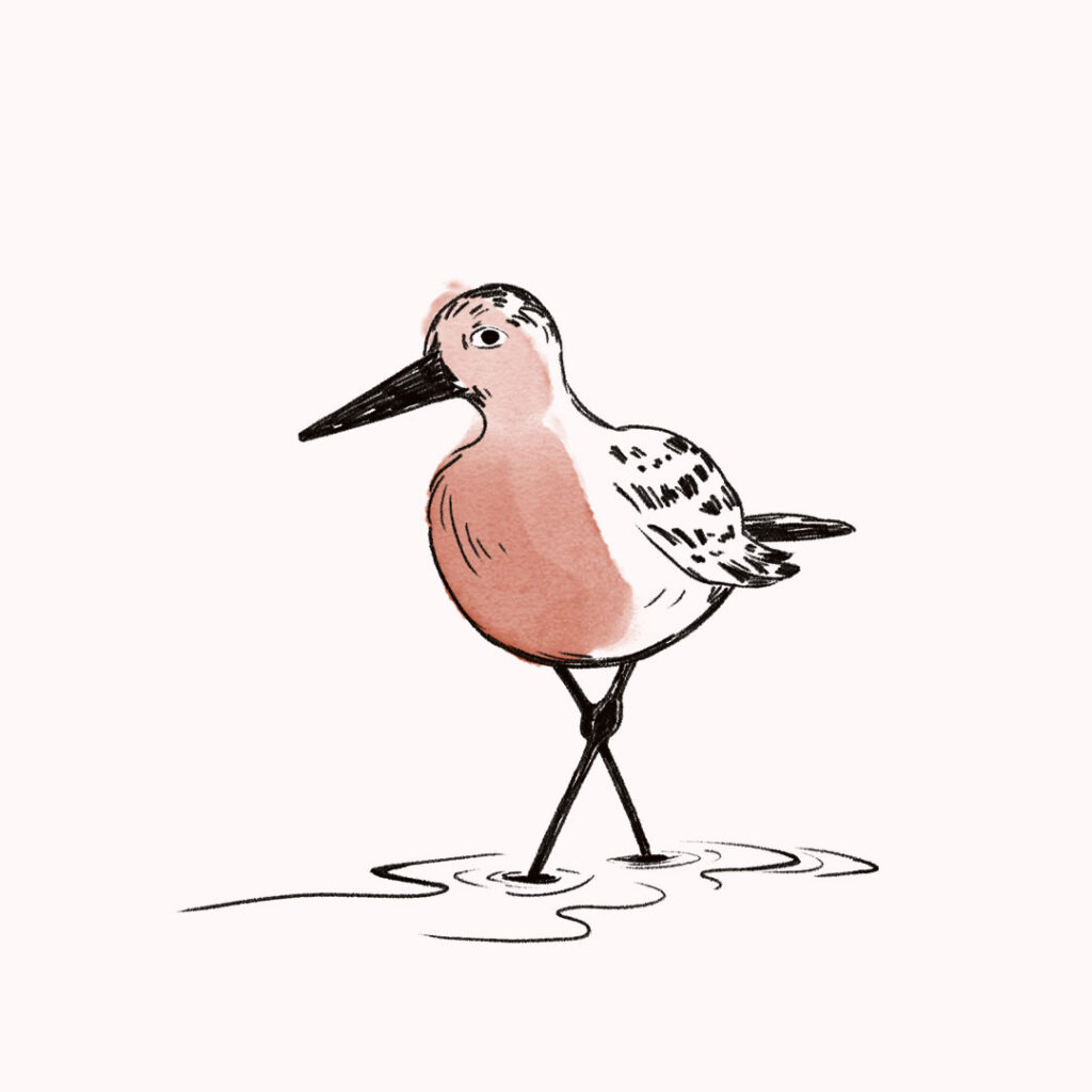 Handgezeichneter Knutt für das Urlaubsmagazin der Nordseeküste Nordfriesland.