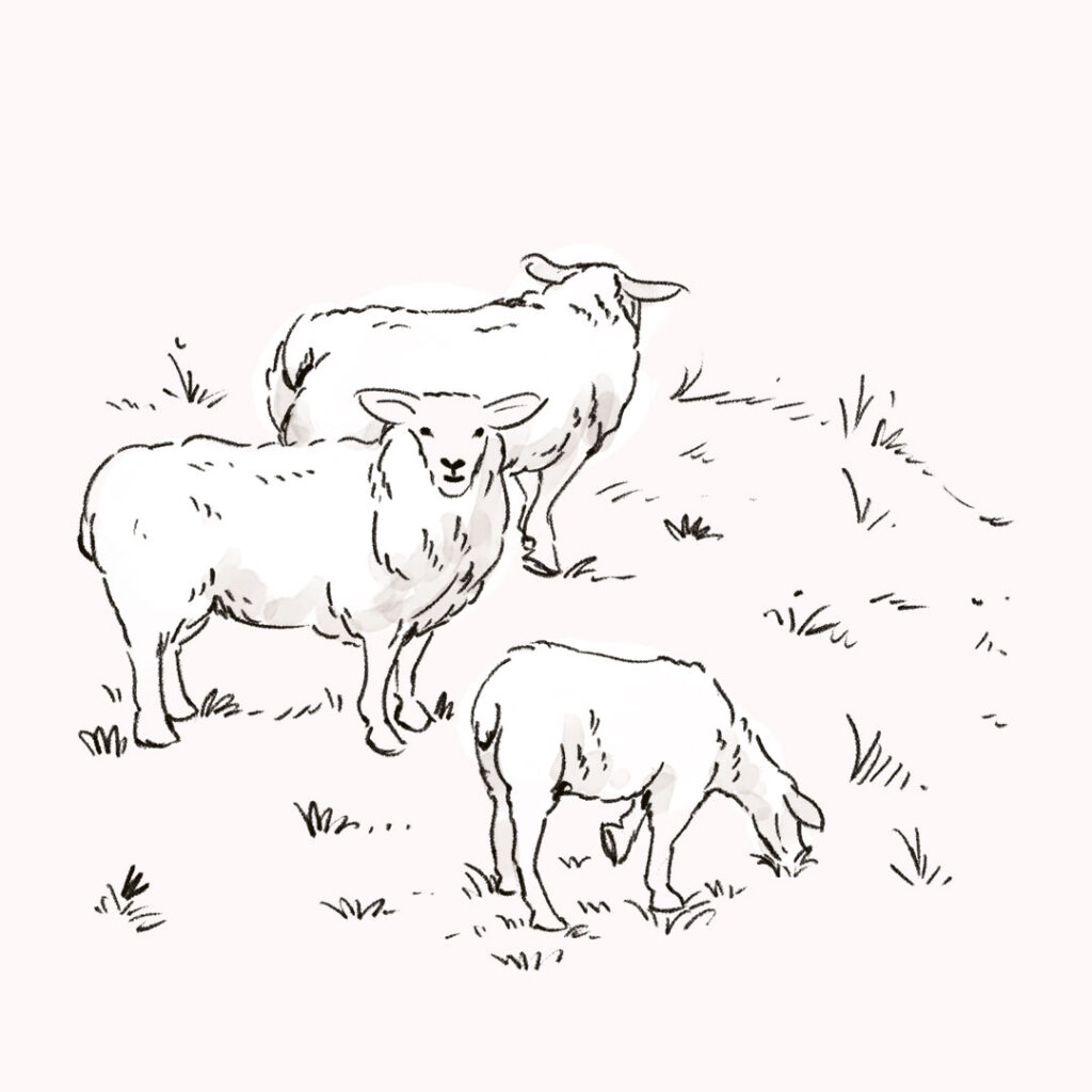 Schafe als handgezeichnete Illustration für das Urlaubsmagazin der Nordseeküste Nordfriesland.