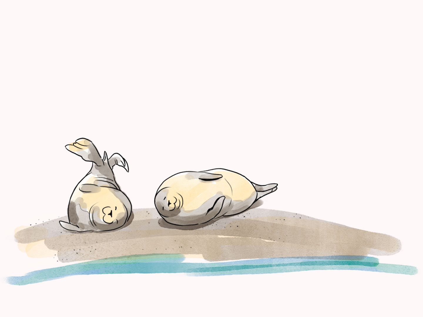 Kegelrobben als handgezeichnete Illustration für das Inselmagazin Pellworm.