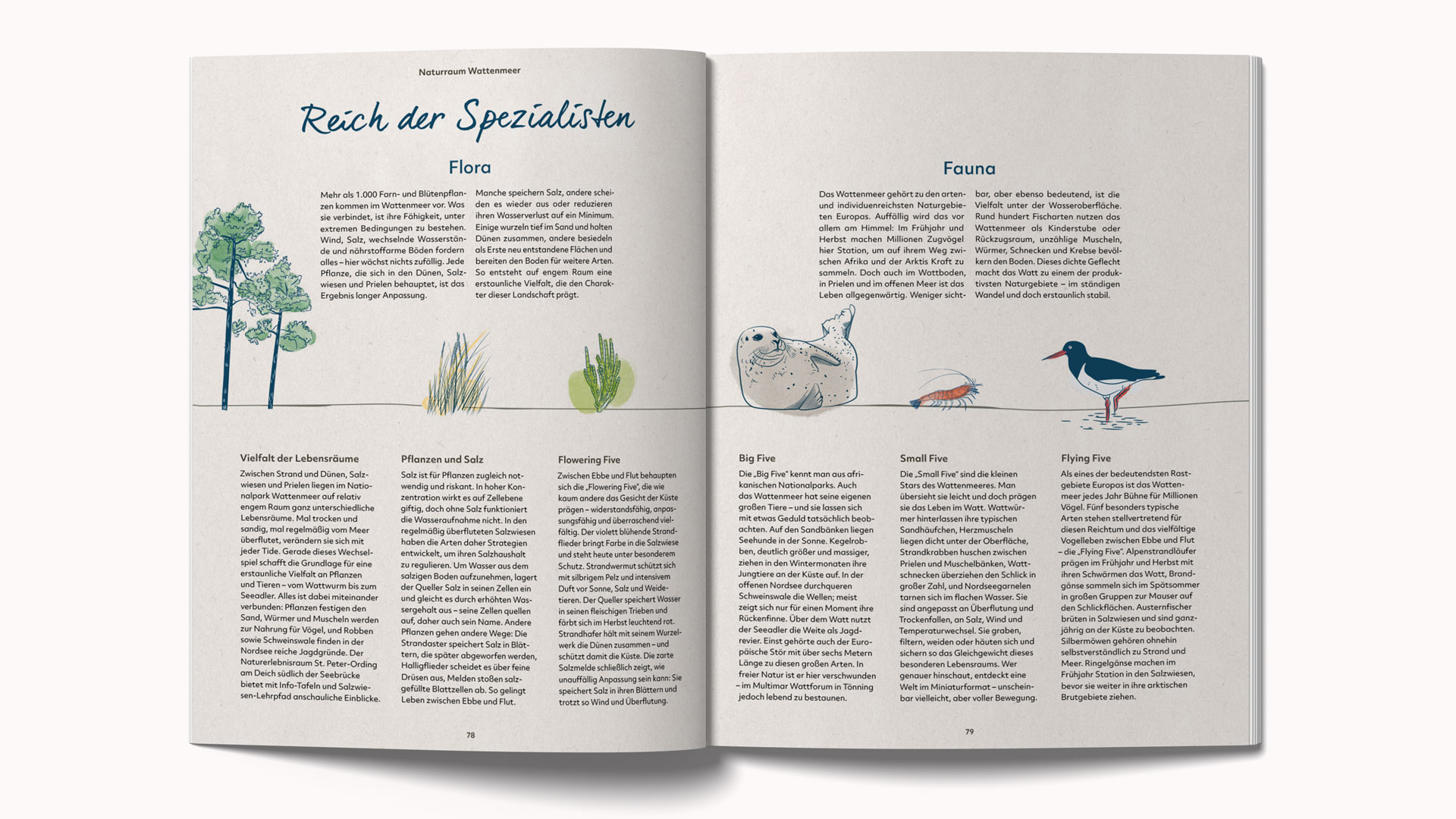 Illustrationen zu Flora und Fauna im Wattenmeer für das SPO-Urlaubsmagazin Küstenzeit.