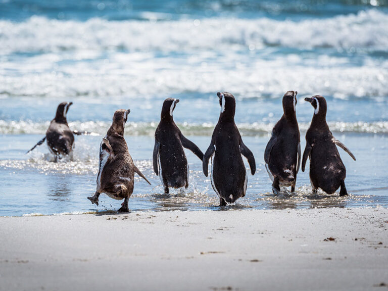 Sechs Magellanpinguine laufen gemeinsam ins Wasser.